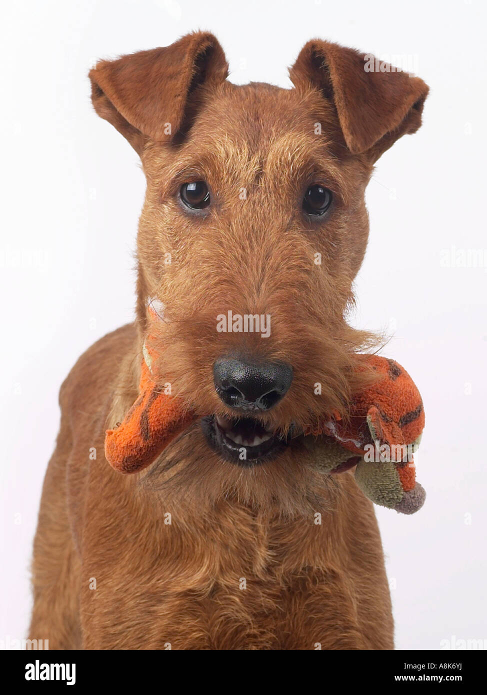 Un giovane irlandese terrier tenendo un cane giocattolo. Foto Stock
