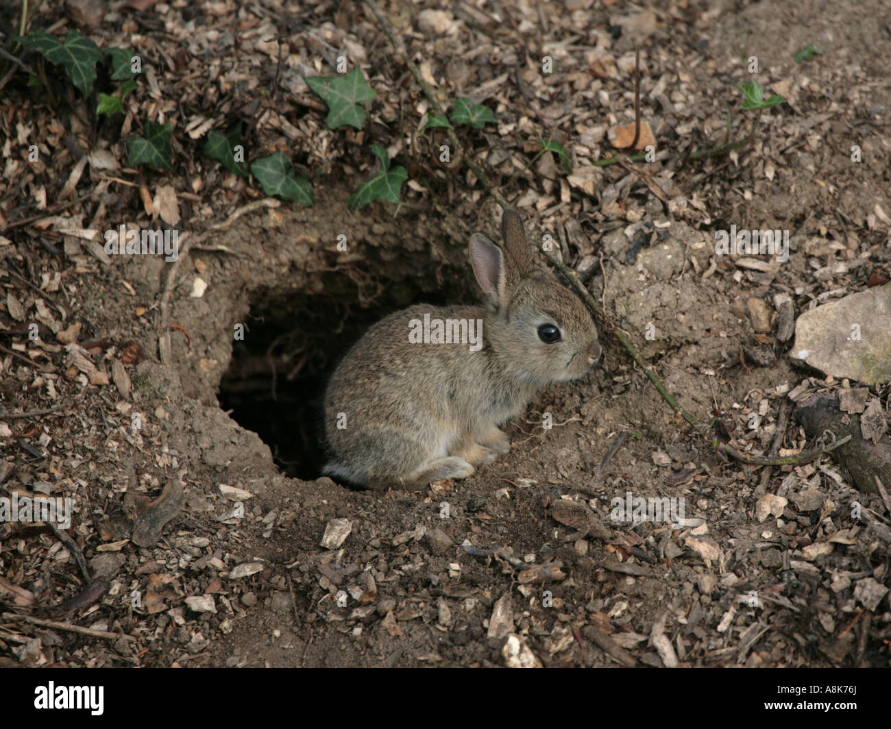Fuori dalla tana del coniglio immagini e fotografie stock ad alta  risoluzione - Alamy