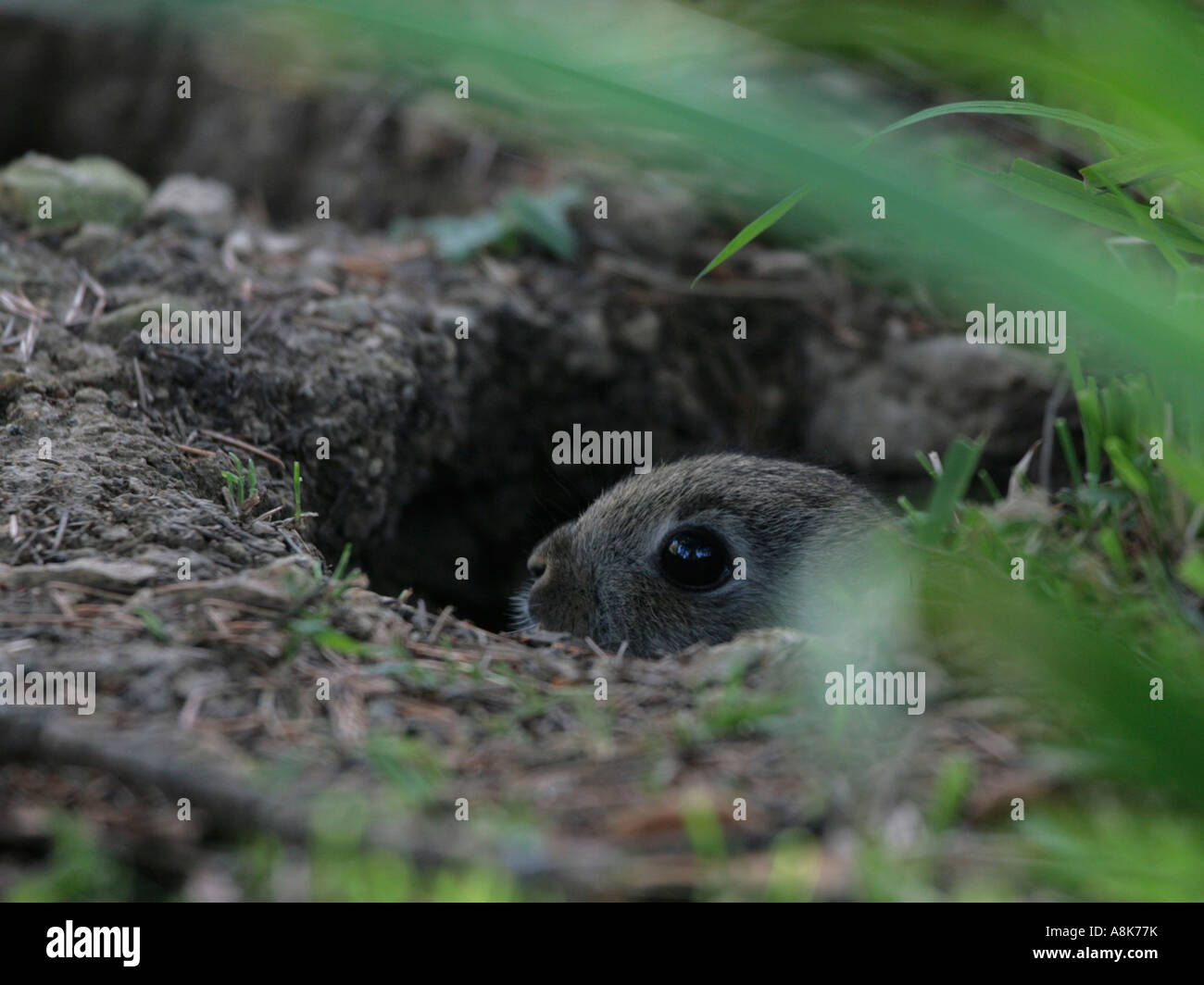 Un piccolo coniglio selvatico del volto fa capolino dalla sua tana, né in dentro o in fuori Foto Stock