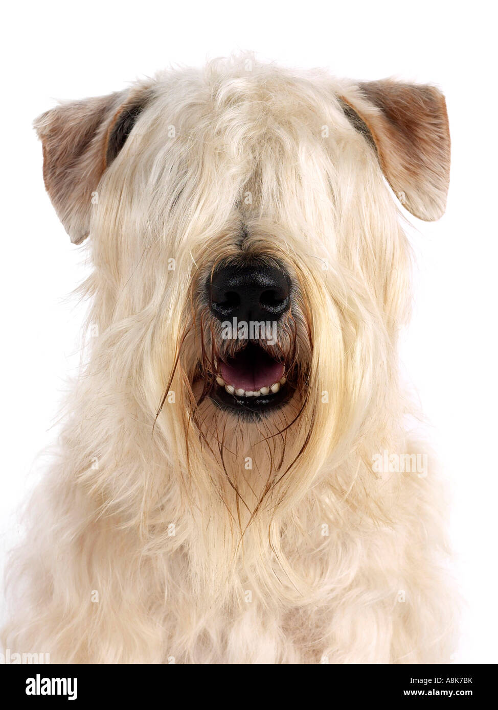 La testa di un morbido rivestito wheaten terrier. Foto Stock