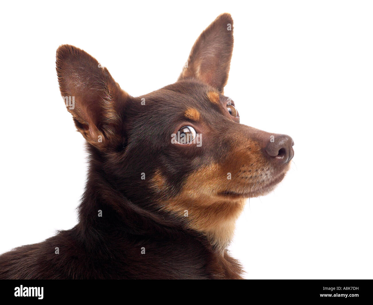 La testa di un lancashire heeler. Foto Stock