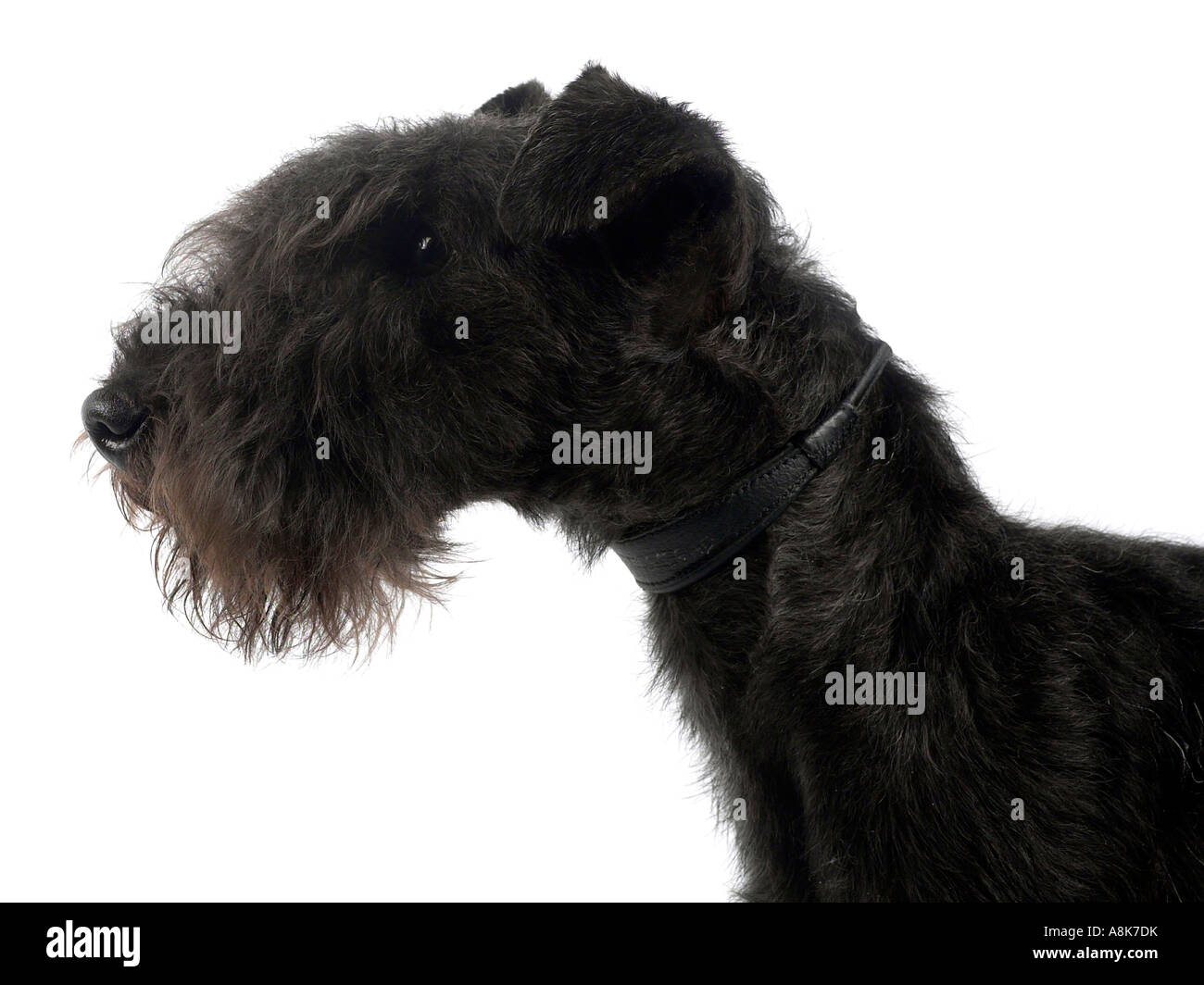 La testa di un lakeland terrier. Foto Stock