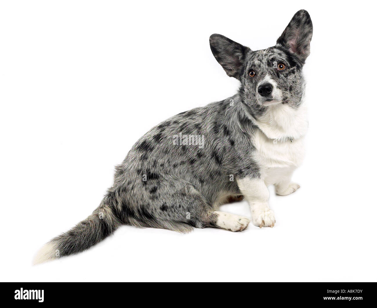 Un cardigan welsh corgie seduti. Foto Stock