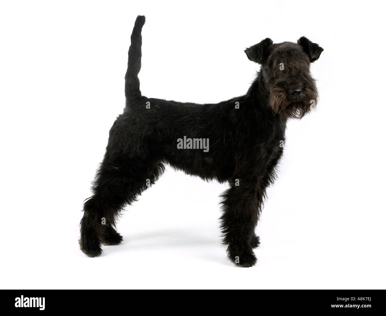 Un giovane nero lakeland terrier cucciolo. Foto Stock