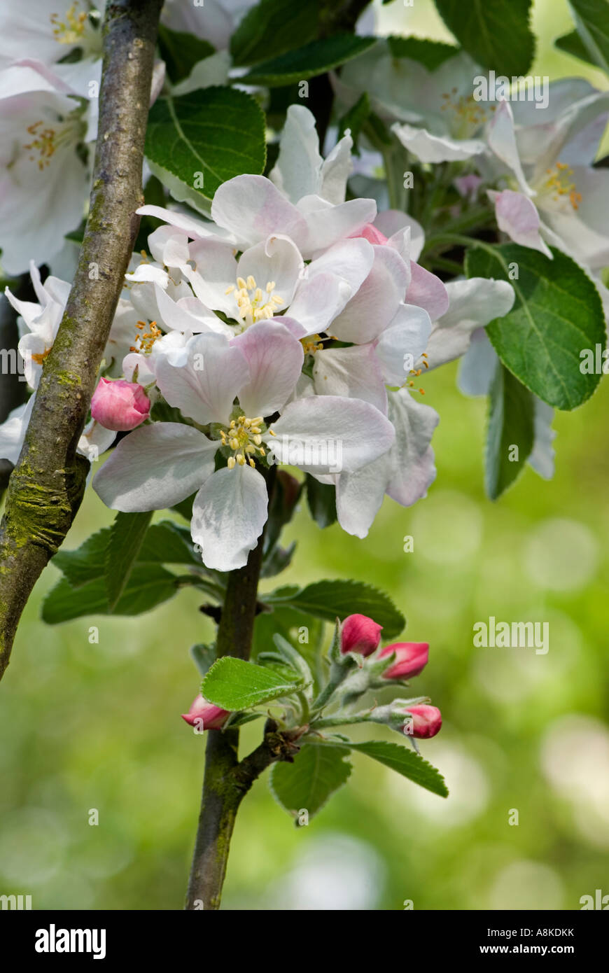 Melo (COX) fiore in primavera, Kent England Foto Stock