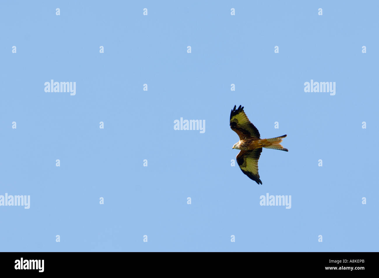 Abbastanza vicino l immagine di un aquilone rosso in volo presa dal basso con un buon livello di dettaglio piumaggio e cielo blu chiaro al di sopra Foto Stock