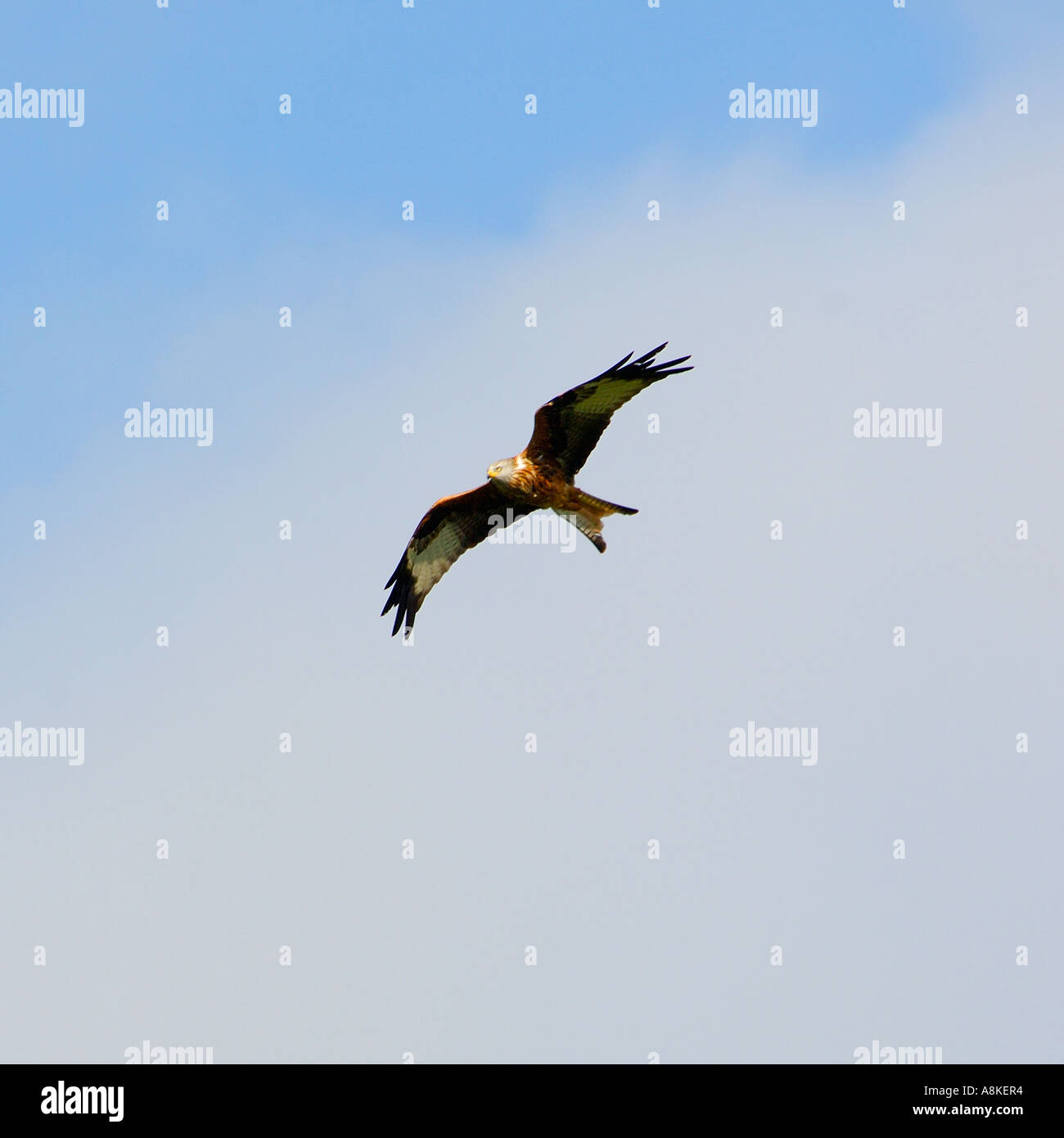 Abbastanza vicino l immagine di un aquilone rosso in volo presa dal basso con un buon livello di dettaglio piumaggio e nuvoloso cielo blu sopra Foto Stock