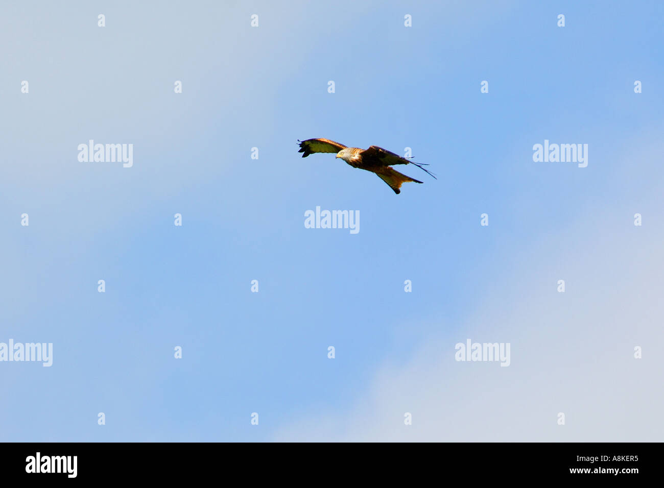 Abbastanza vicino l immagine di un aquilone rosso in volo presa dal basso con un buon livello di dettaglio piumaggio e nuvoloso cielo blu sopra Foto Stock