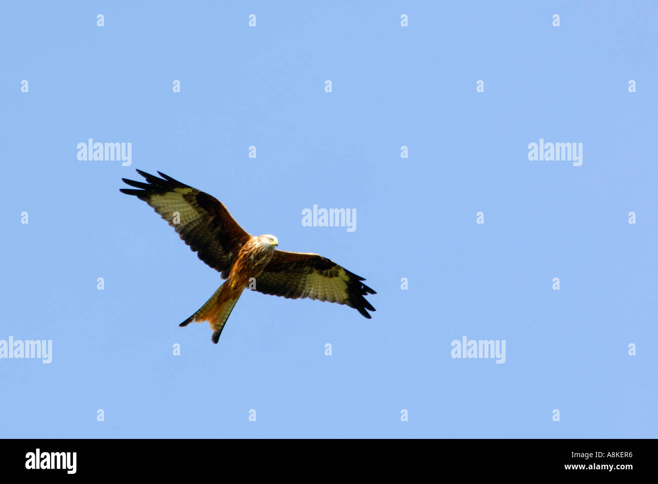 Abbastanza vicino l immagine di un aquilone rosso in volo presa dal basso con un buon livello di dettaglio piumaggio e cielo blu chiaro al di sopra Foto Stock