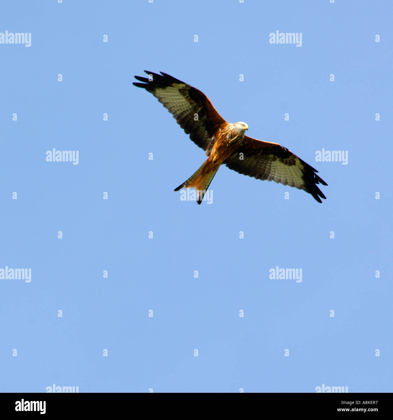 Abbastanza vicino l immagine di un aquilone rosso in volo presa dal basso con un buon livello di dettaglio piumaggio e cielo blu chiaro al di sopra Foto Stock