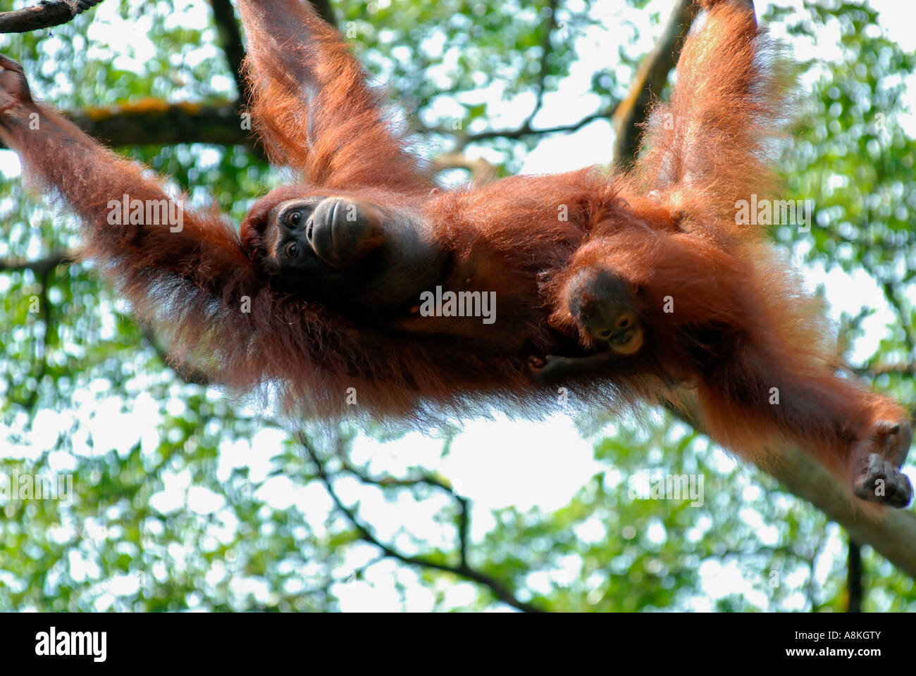 Orang Utan madre con il suo bambino appeso a un albero Foto Stock