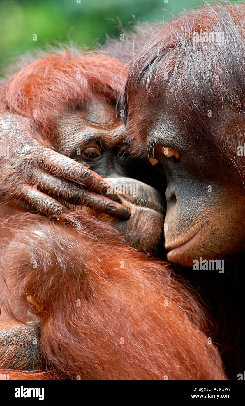 Due orangutan avvolgente Foto Stock