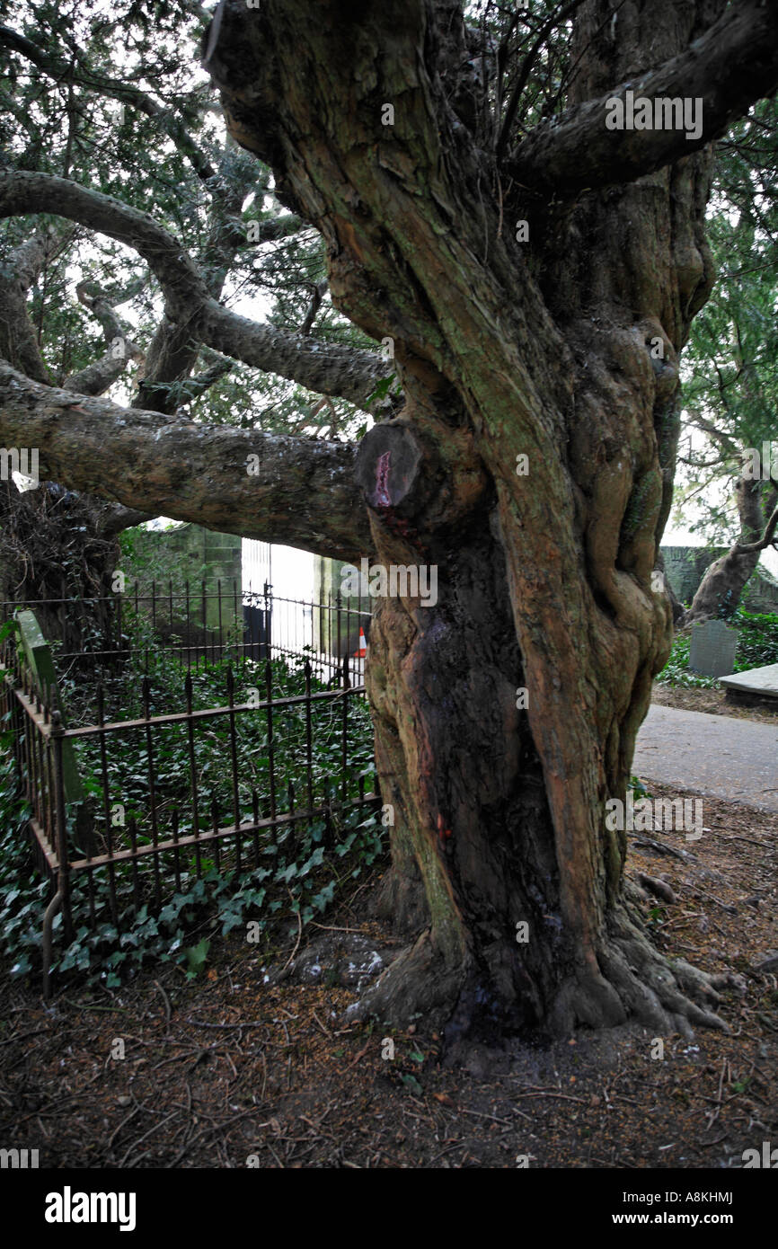 Il sanguinamento Yew Nevern sagrato Pembrokeshire West Wales Gran Bretagna UK Europa Foto Stock