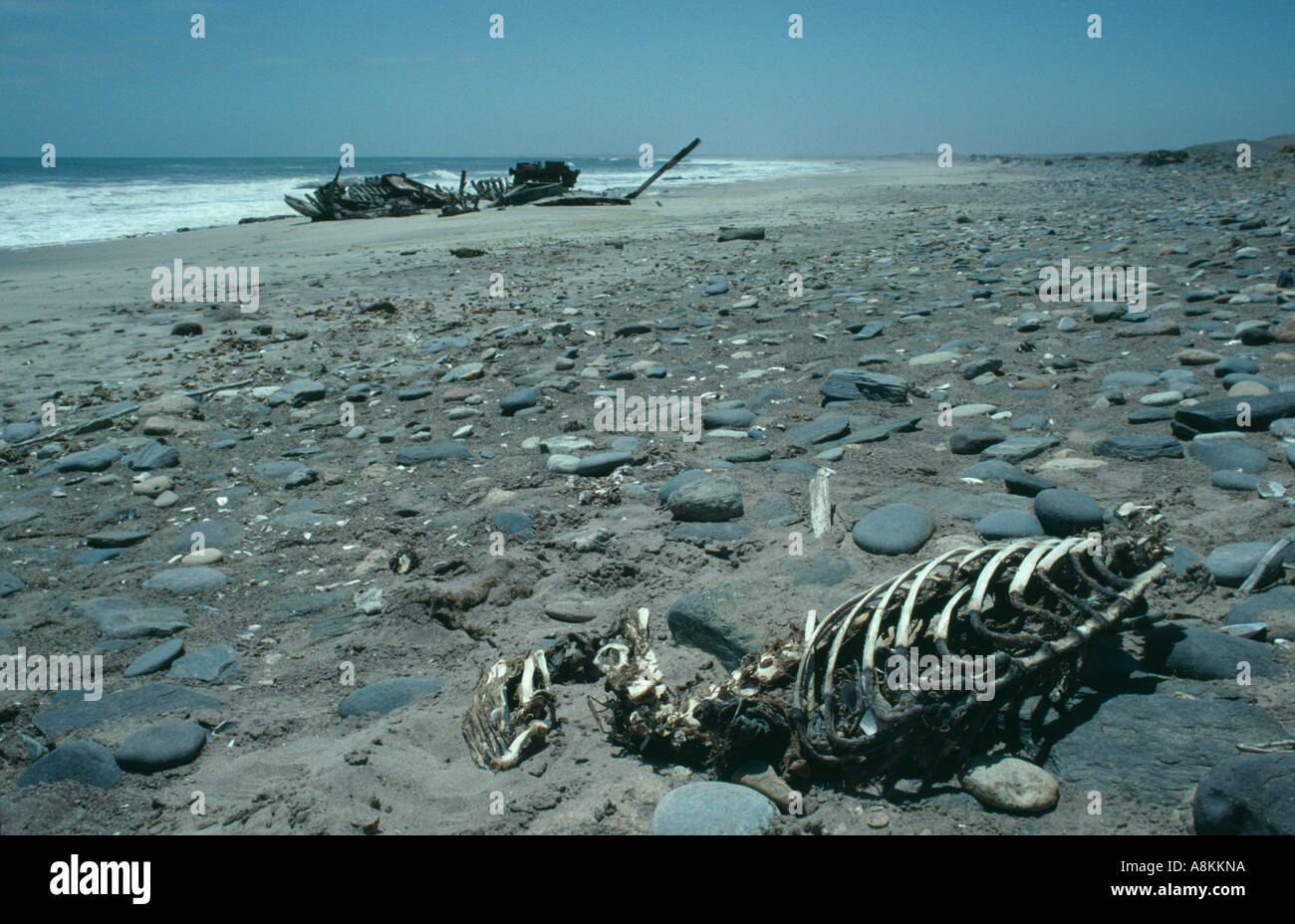 La guarnizione dello scheletro e naufragio sul telecomando Skeleton Coast National Park, Namibia. Foto Stock