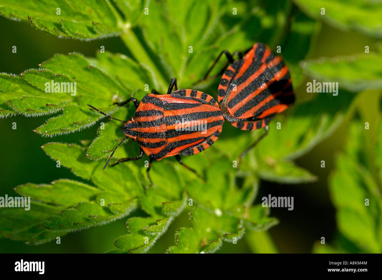 Bug, Graphosoma lineatum Foto Stock
