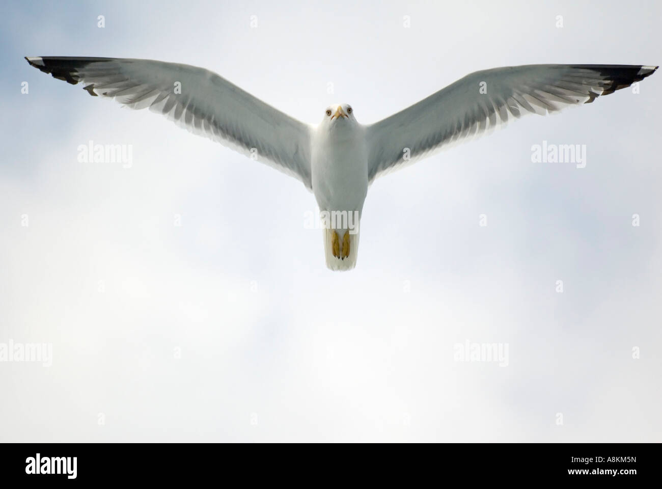 Flying sea gull dal di sotto Foto Stock