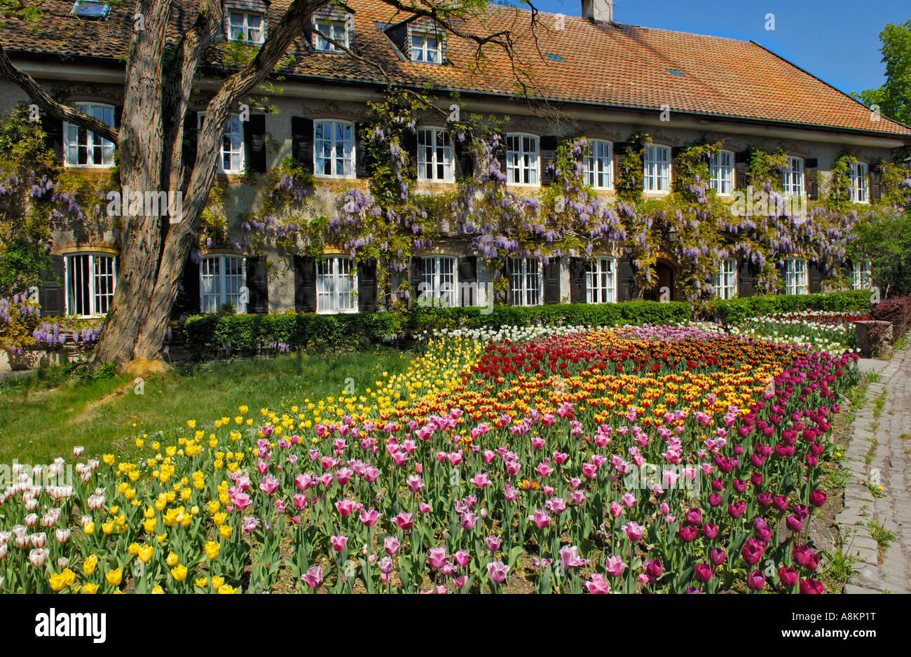 Giardino Tulipani (Tulipa) e cinesi (Glicine Wisteria sinensis), giardino in Aying, Baviera, Germania Foto Stock
