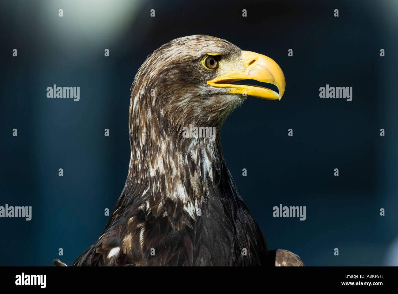 Eagle, Haliaeetus albicilla Foto Stock