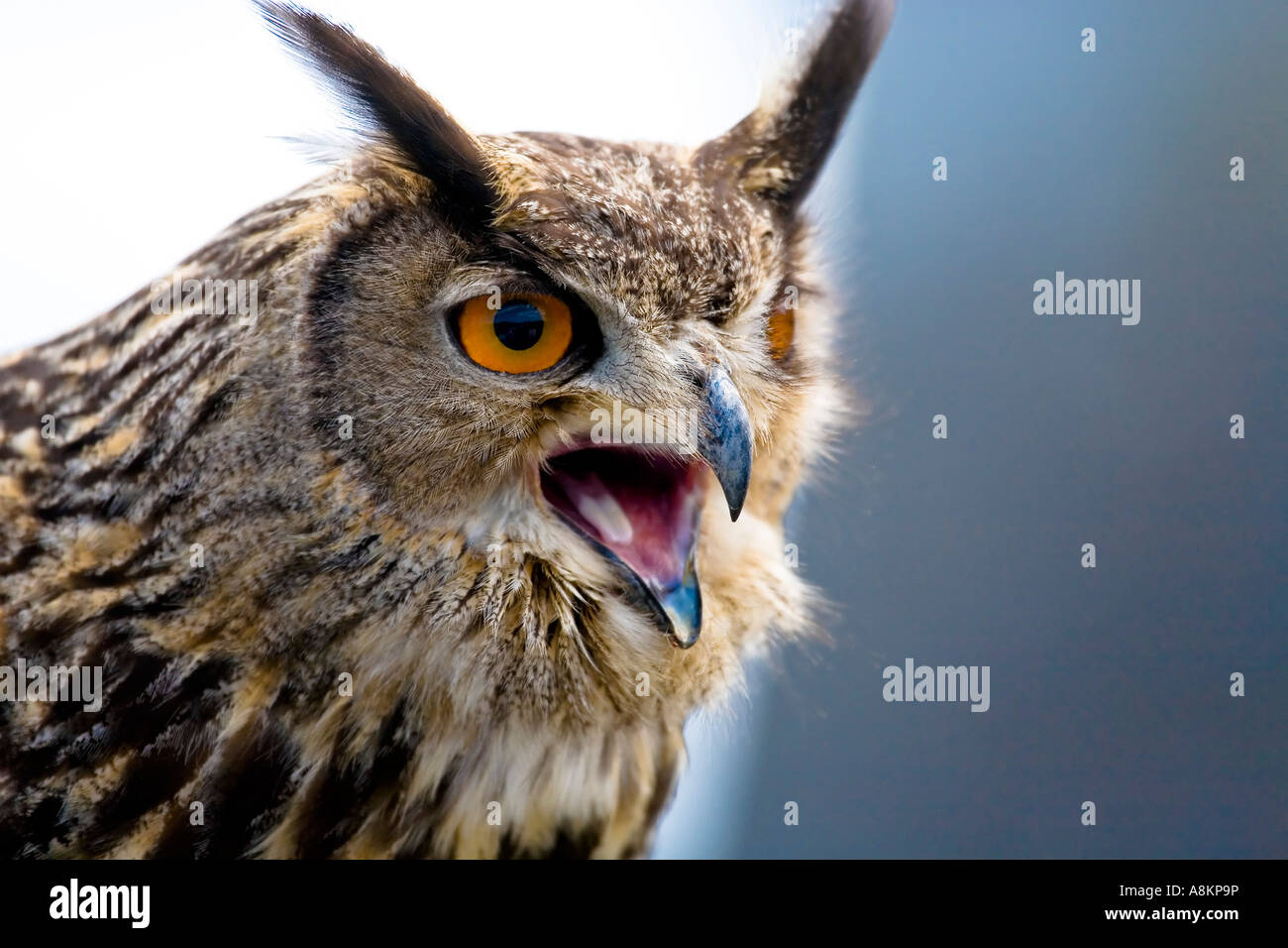 Gufo reale (Bubo bubo) Foto Stock