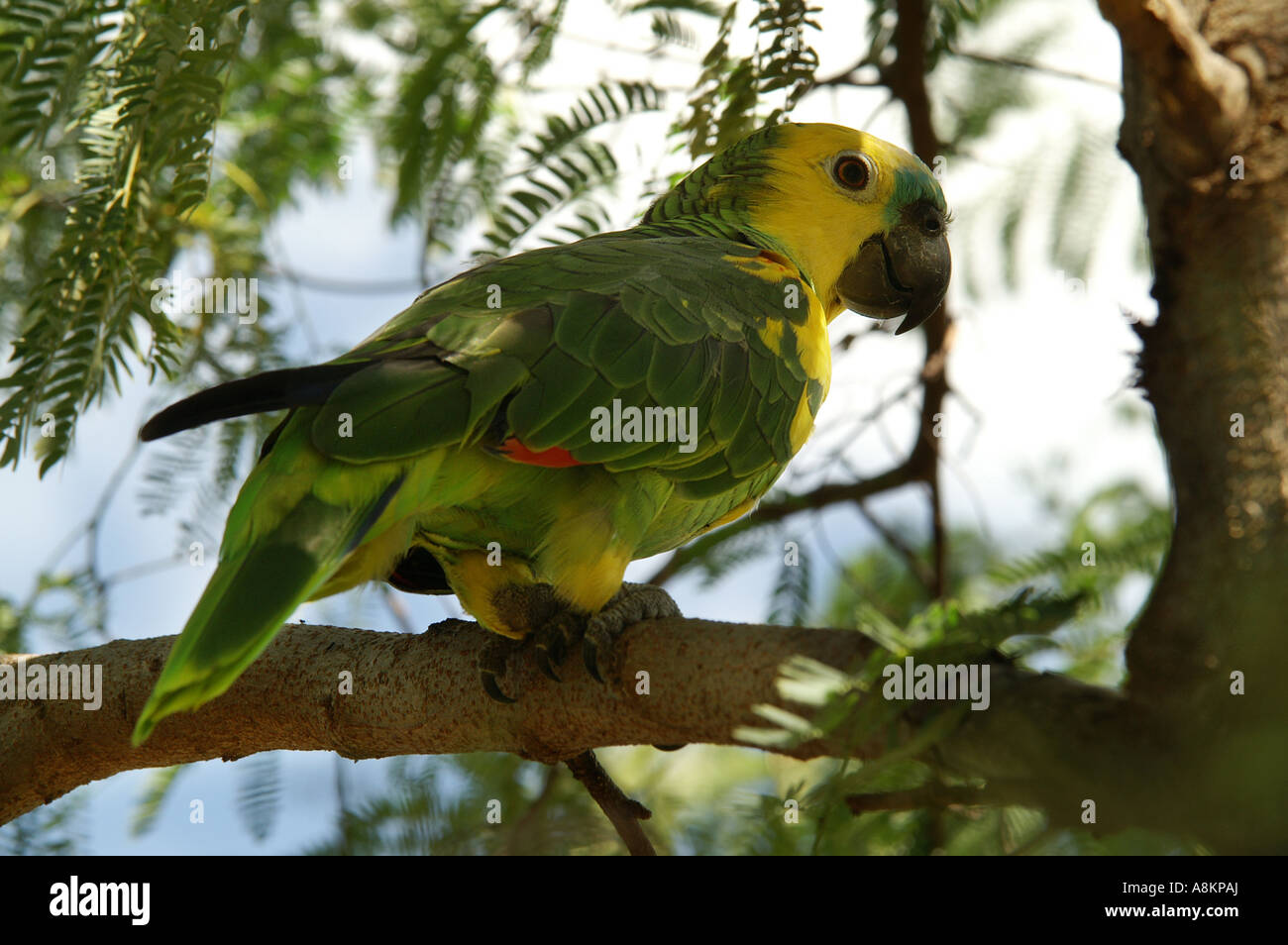 Papagei (Amazonas aestiva), Gran Chaco, Paraguay Foto Stock