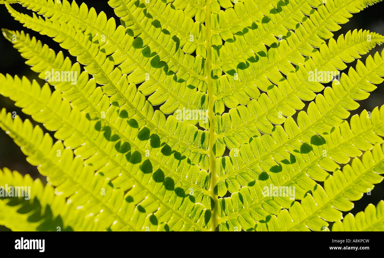 Foglia di dryopteris filis mas in controluce Foto Stock