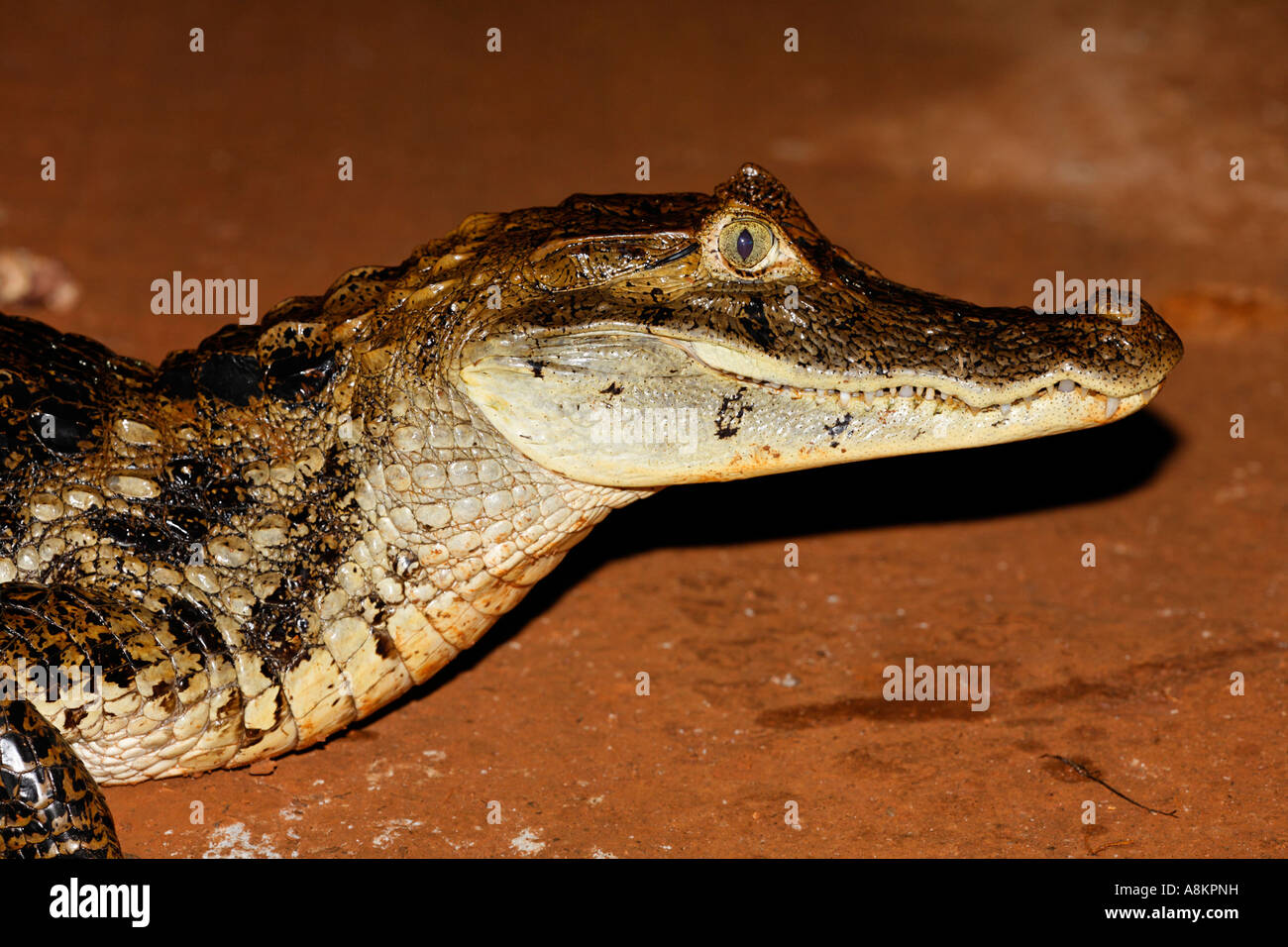 Caimano Spectacled, crocodilus caimano, Costa Rica Foto Stock