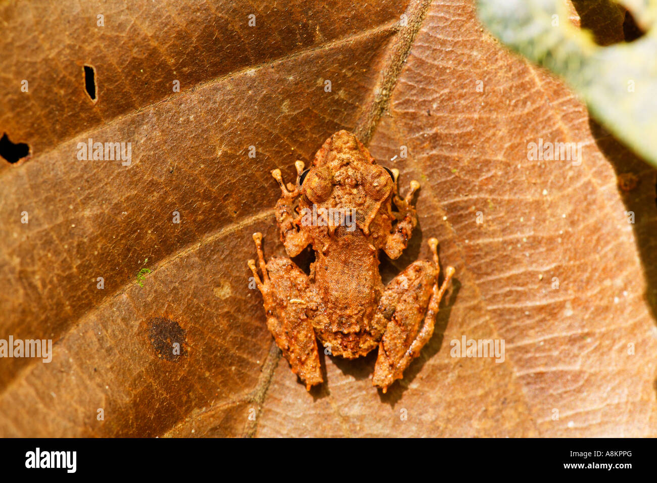 Piccola rana nella foresta pluviale, Costa Rica Foto Stock