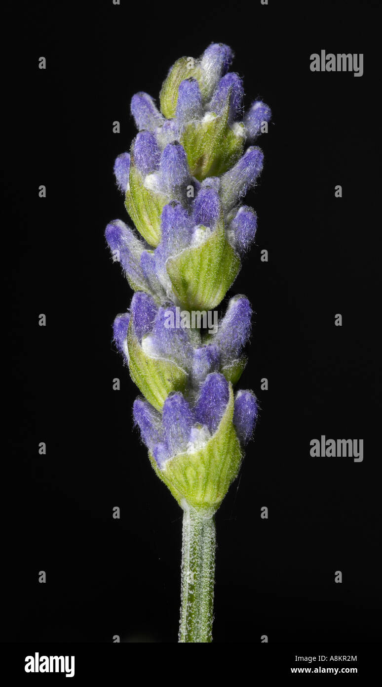 Lavanda vera (Lavandula angustifolia) Foto Stock