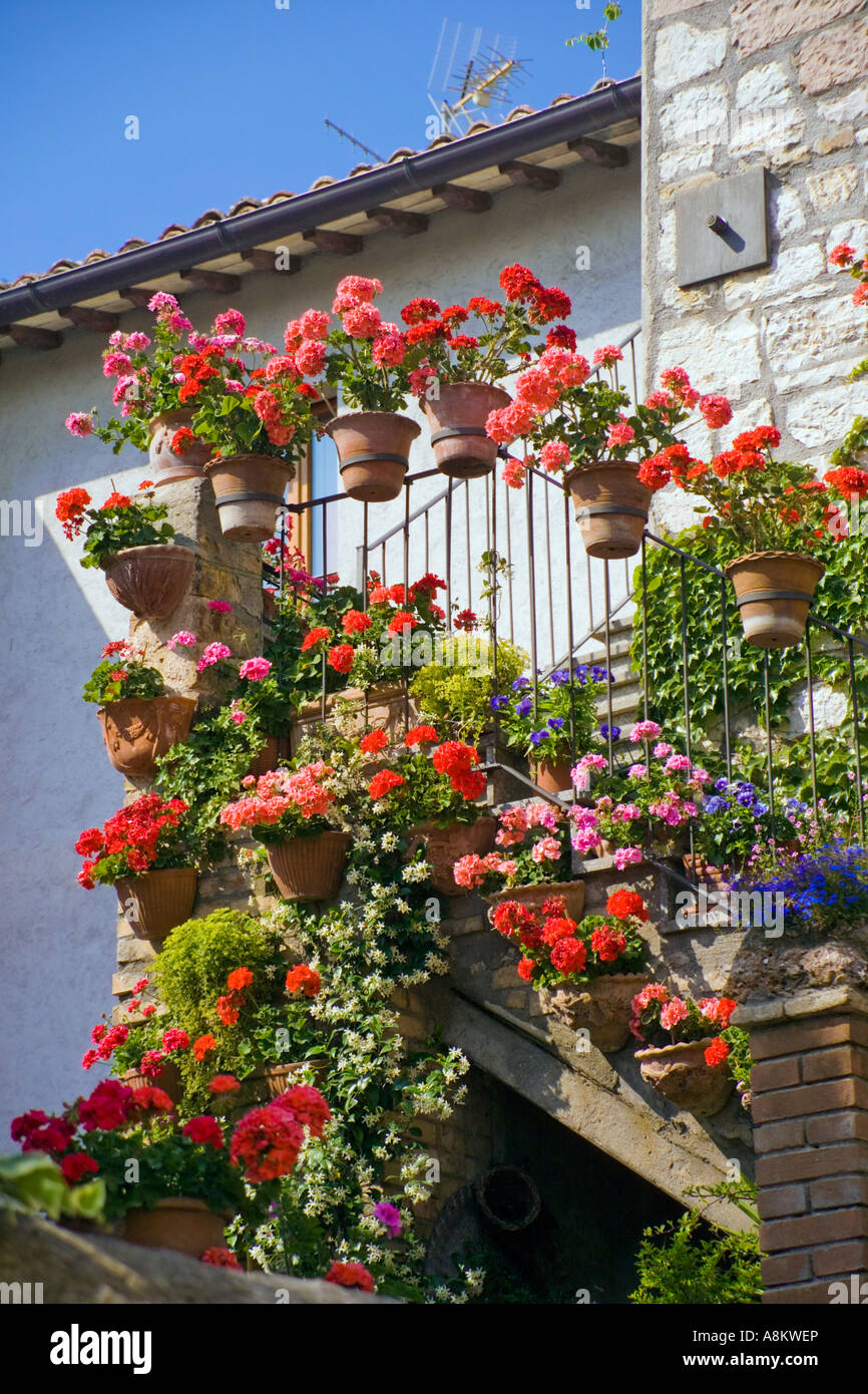 Gerani e altre piante che crescono in vasi di terracotta sulla parete di una vecchia casa in Assisi Umbria Italia JMH2916 Foto Stock