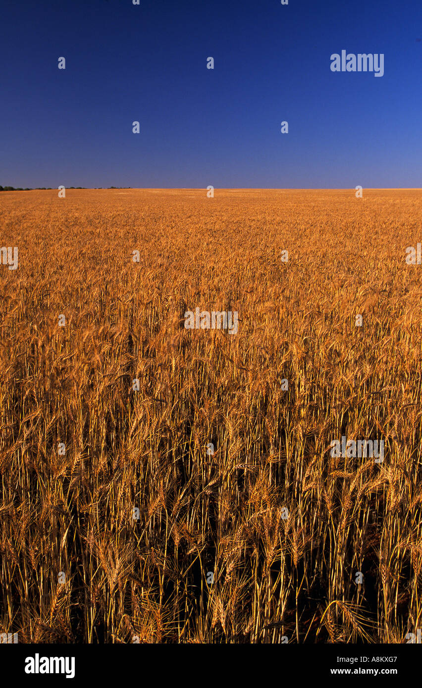 Matura il raccolto di grano, Australia occidentale Foto Stock