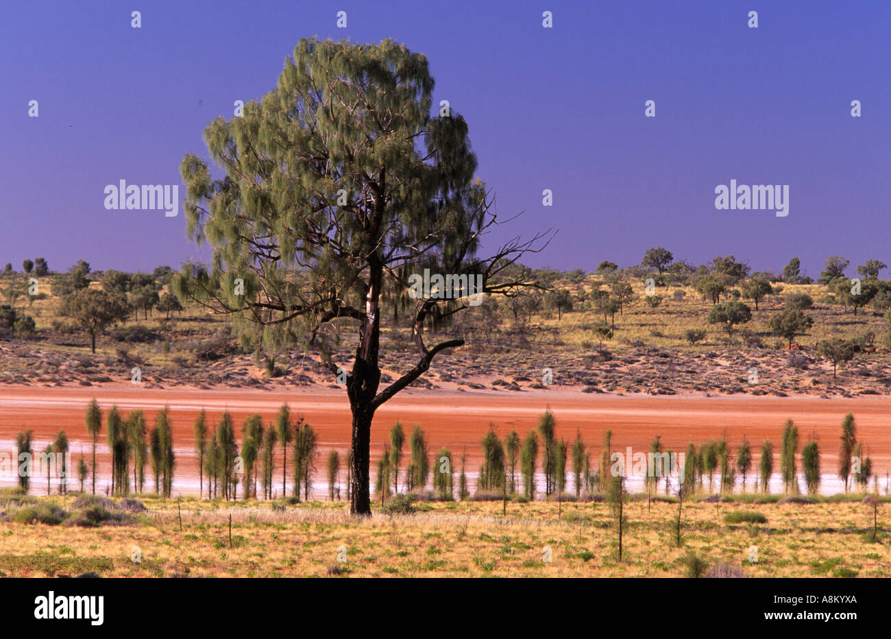 Deserto di querce, Australia centrale Foto Stock