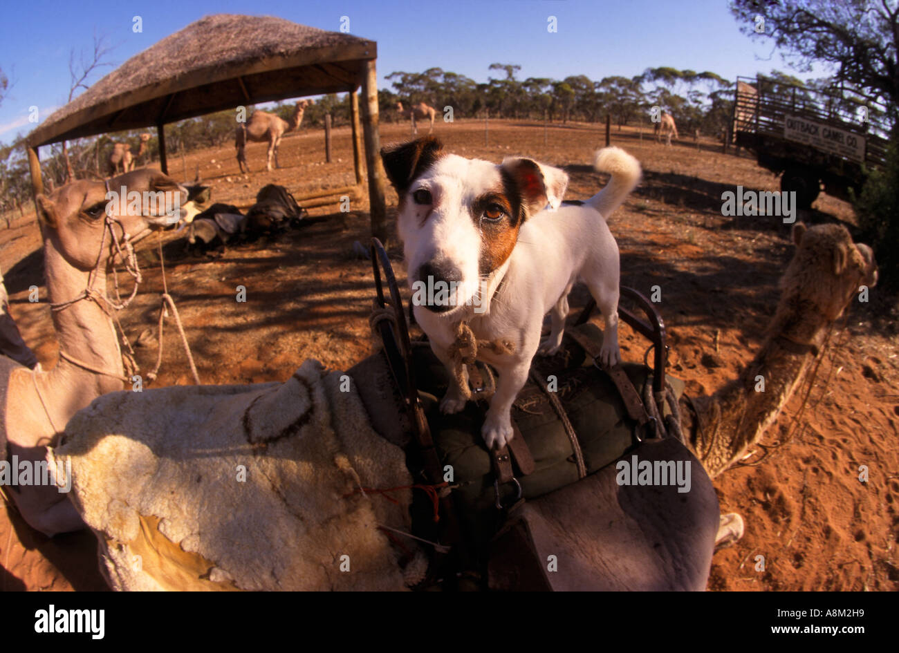 Fiume Murray allevamento di cammelli vicino Morgan Murray Riverland South Australia Australia in orizzontale Foto Stock