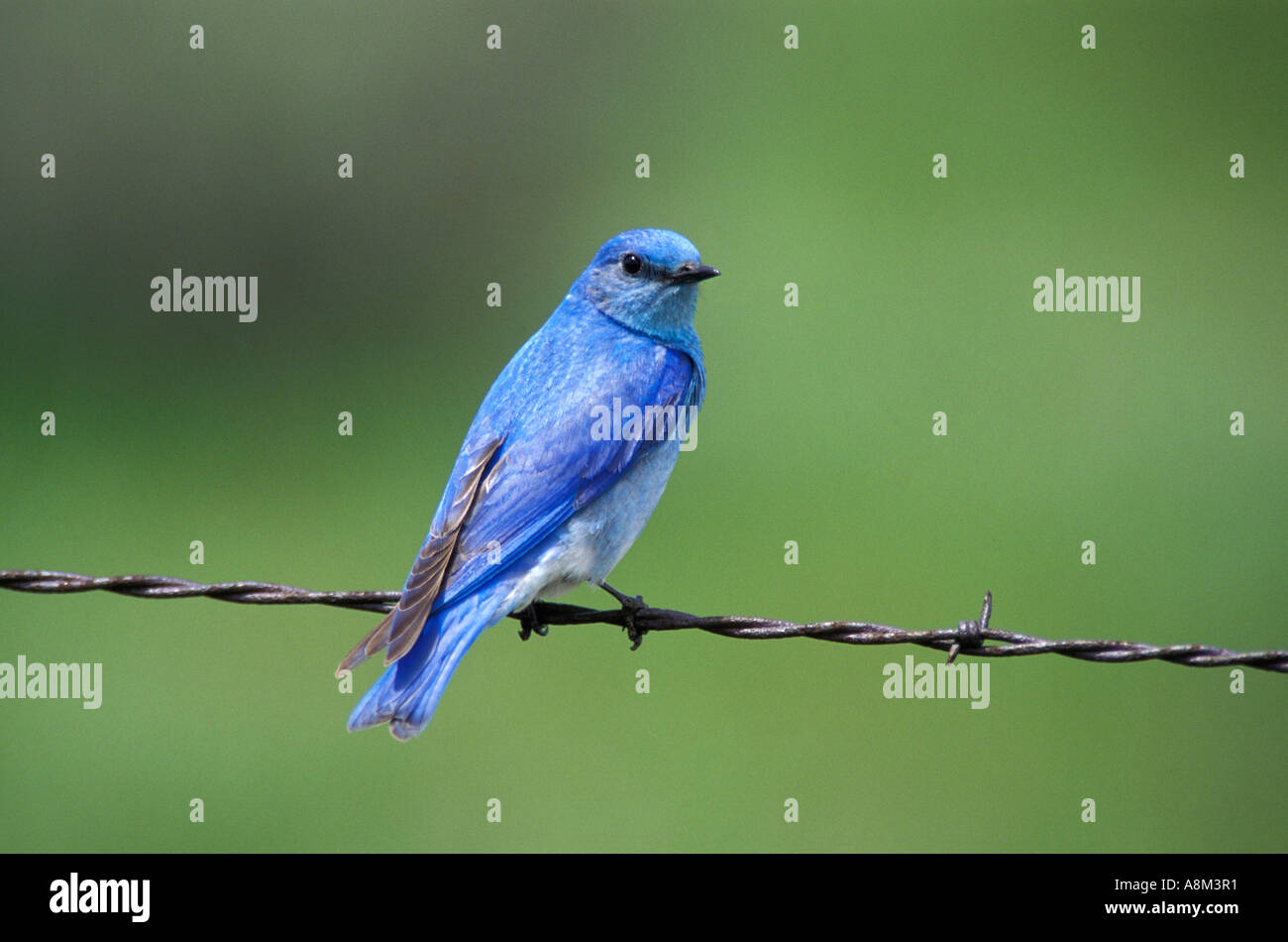 Mountain Blue Bird arroccato sulla linea di recinzione in Idaho Foto Stock