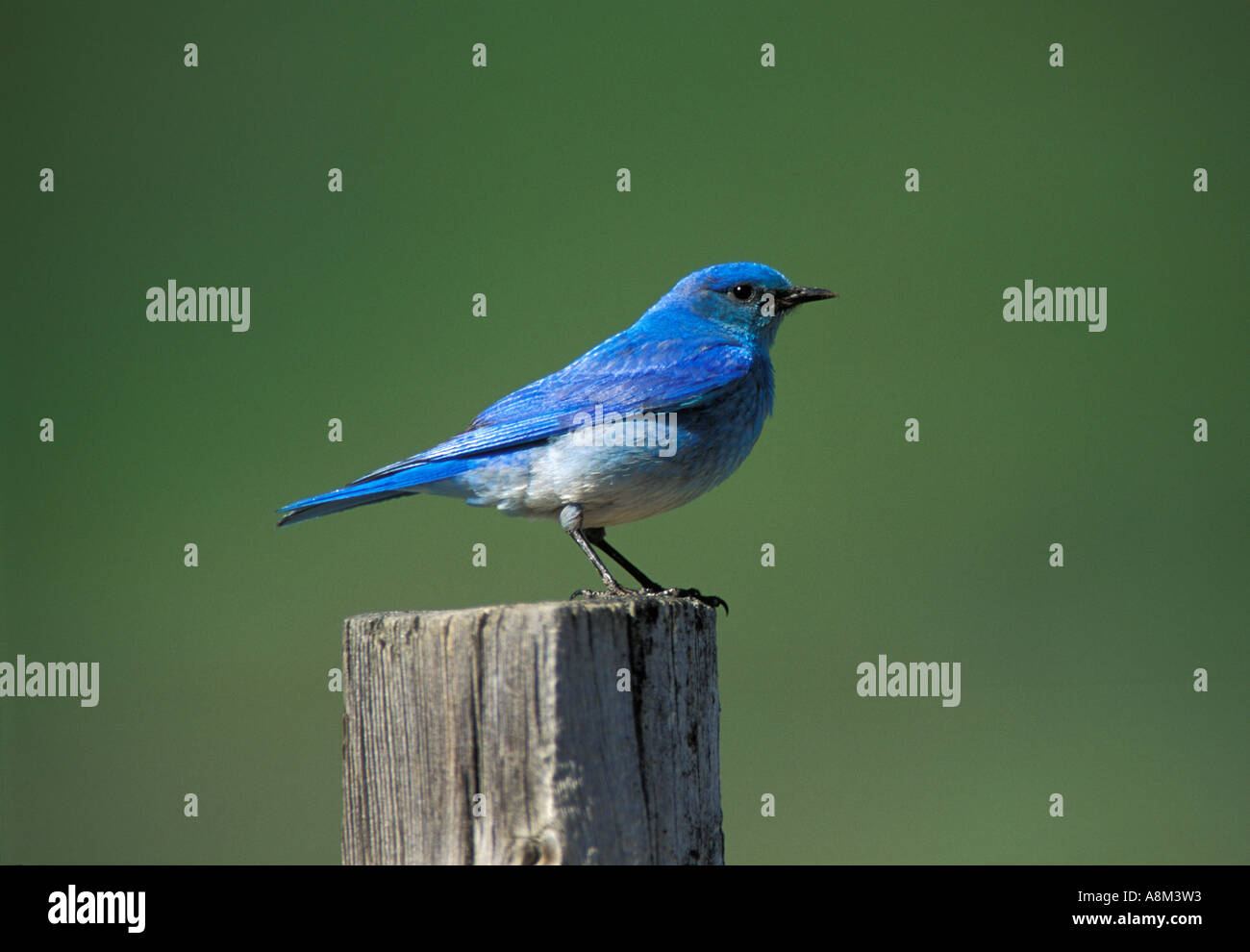 Stati Uniti Idaho maschio blu di montagna appollaiato sulla staccionata in legno post Idaho uccello di stato Foto Stock