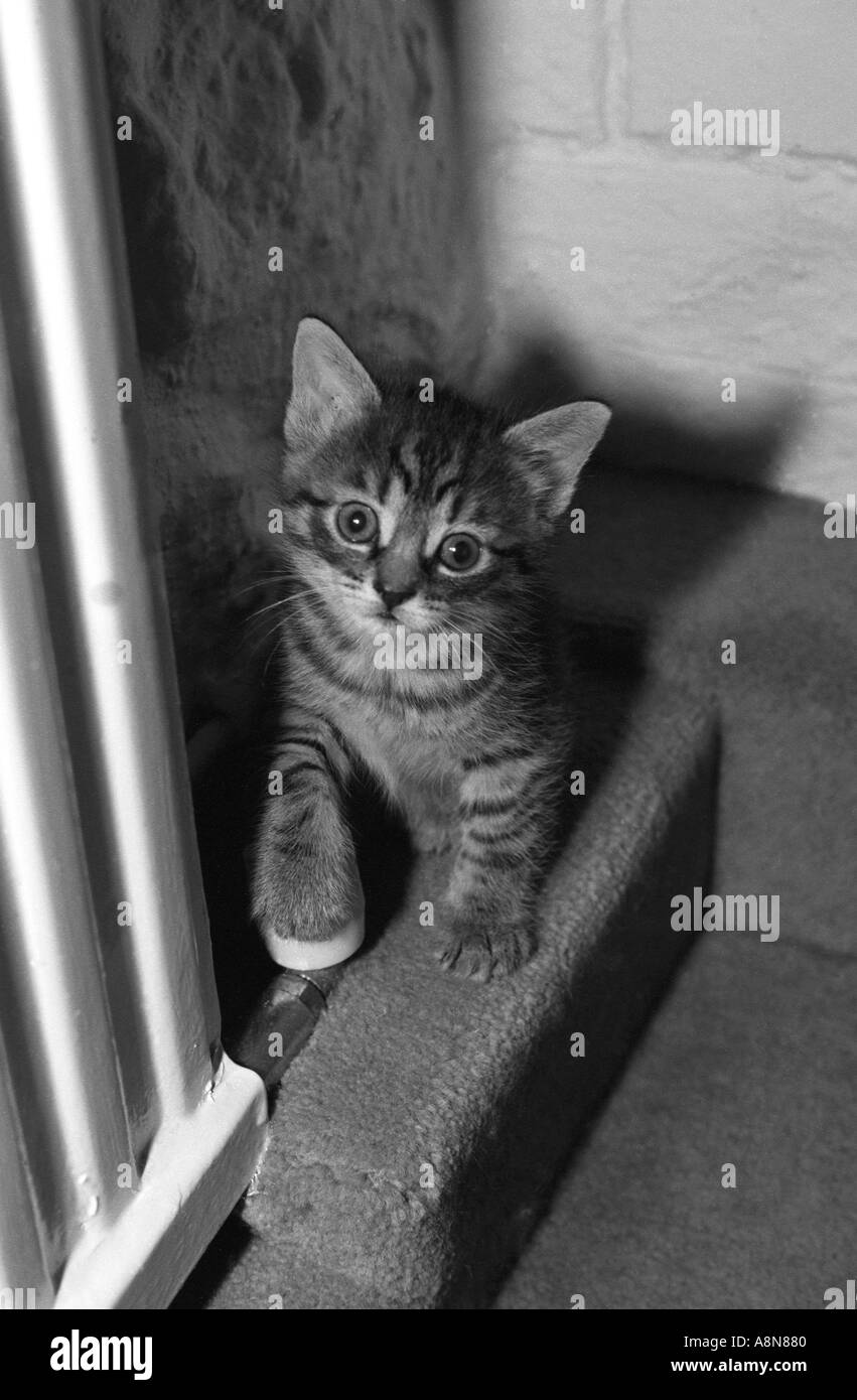 Gattino del tabby Foto Stock