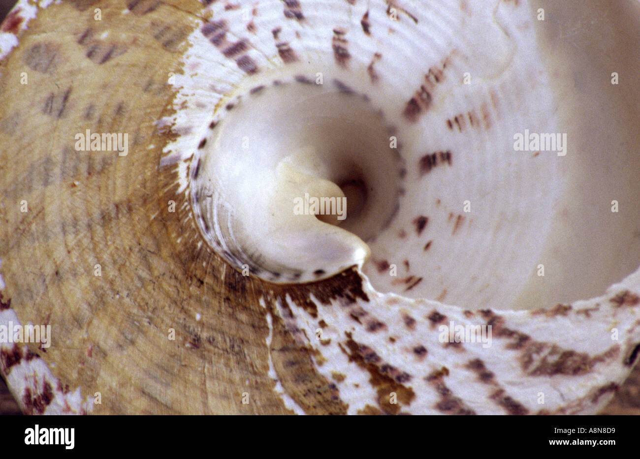 Nelle vicinanze di Shell fino Foto Stock