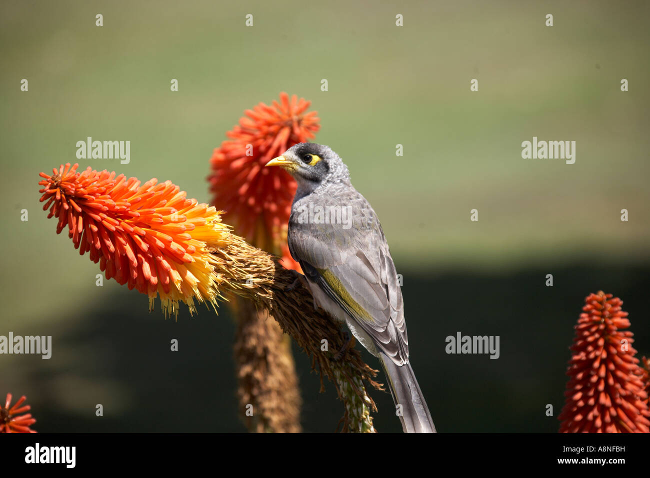 Mynah bird su red hot poker fiori nel governo House Gardens Sydney New South Wales NSW Australia Foto Stock