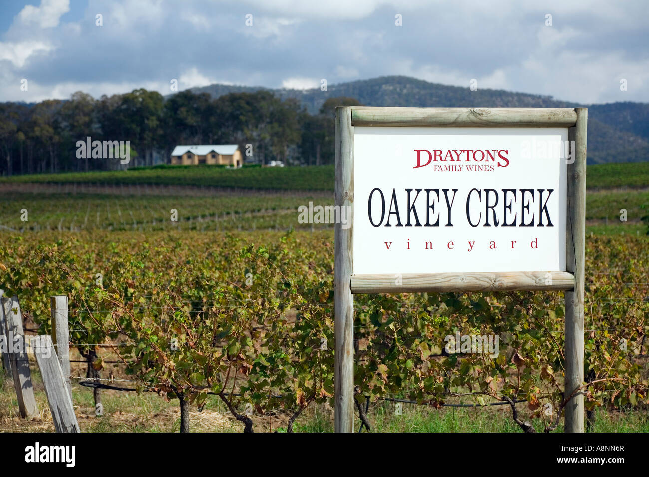 Vigneto - Hunter Valley, Nuovo Galles del Sud Australia Foto Stock