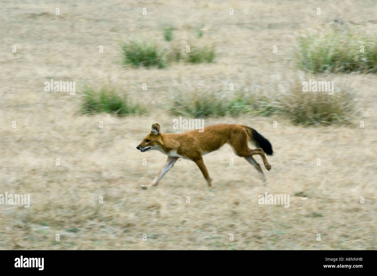 Asian cane selvatico o Dhole (Cuon alpinus) in esecuzione attraverso il prato, Parco Nazionale di Kanha INDIA Foto Stock