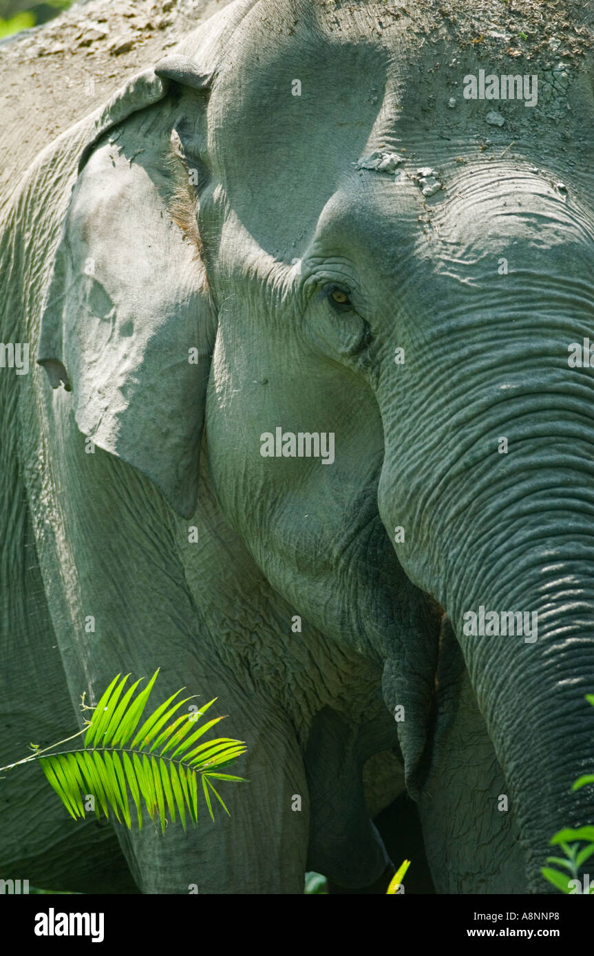 L'elefante indiano (Elephas maximus) il Parco Nazionale di Kaziranga INDIA Foto Stock