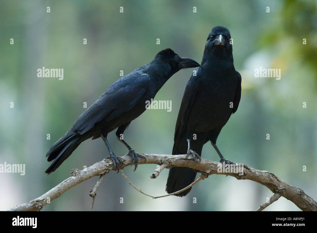 Grandi fatturati Crows o Jungle Crow (Corvus macrorhynchos) Preening uno un altro Parco Nazionale di Kanha INDIA Foto Stock