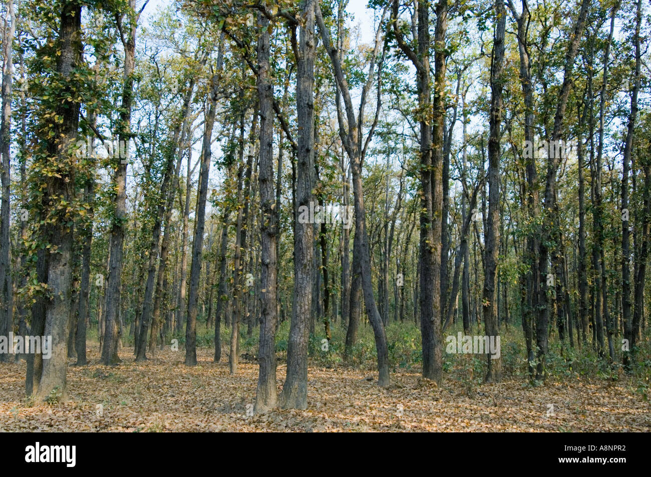 Sal Tree Forest (Shorea robusta) Parco Nazionale di Kanha INDIA Foto Stock