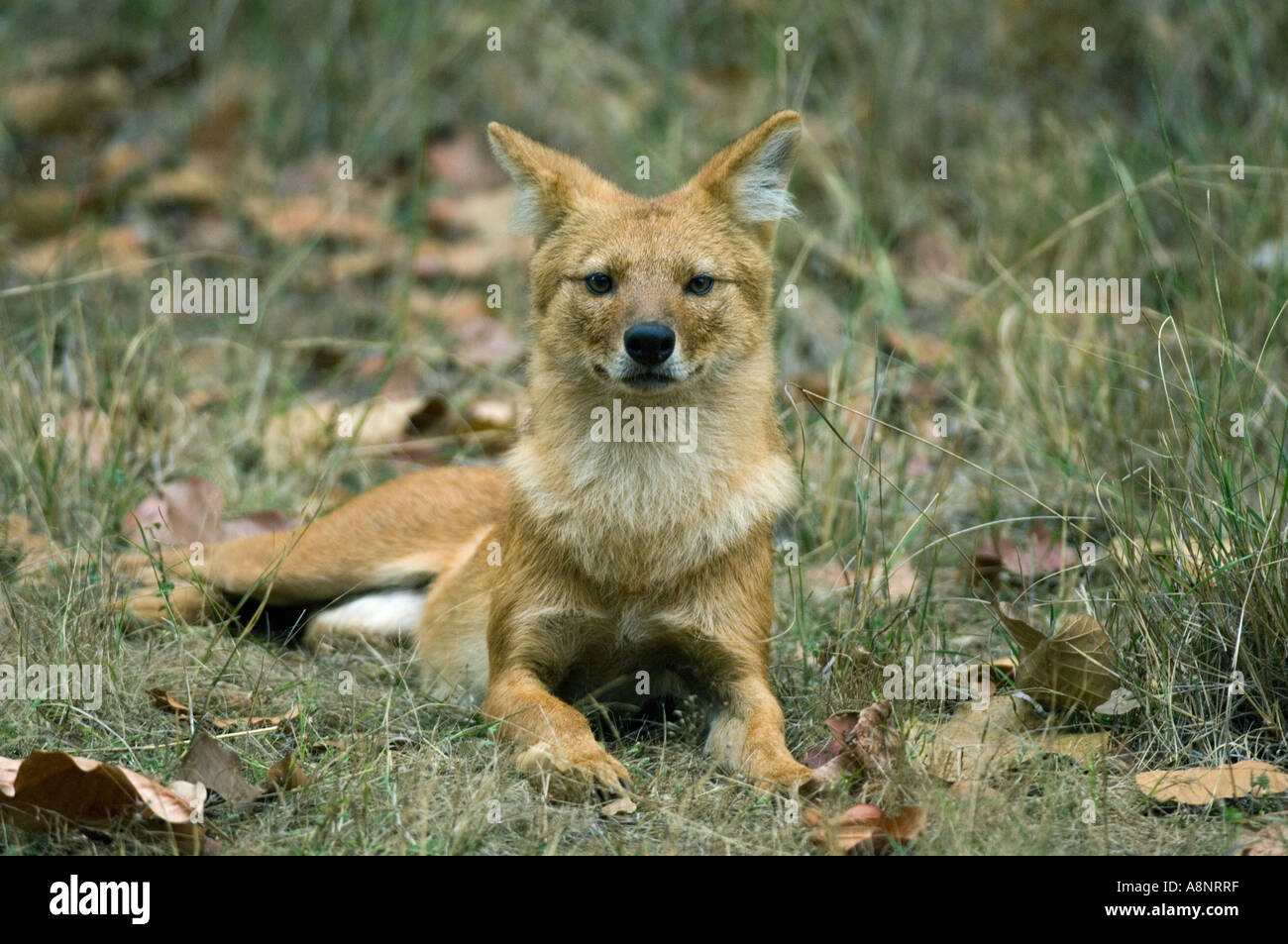 Indiano cane selvatico (Cuon alpinus) Parco Nazionale di Kanha INDIA Foto Stock