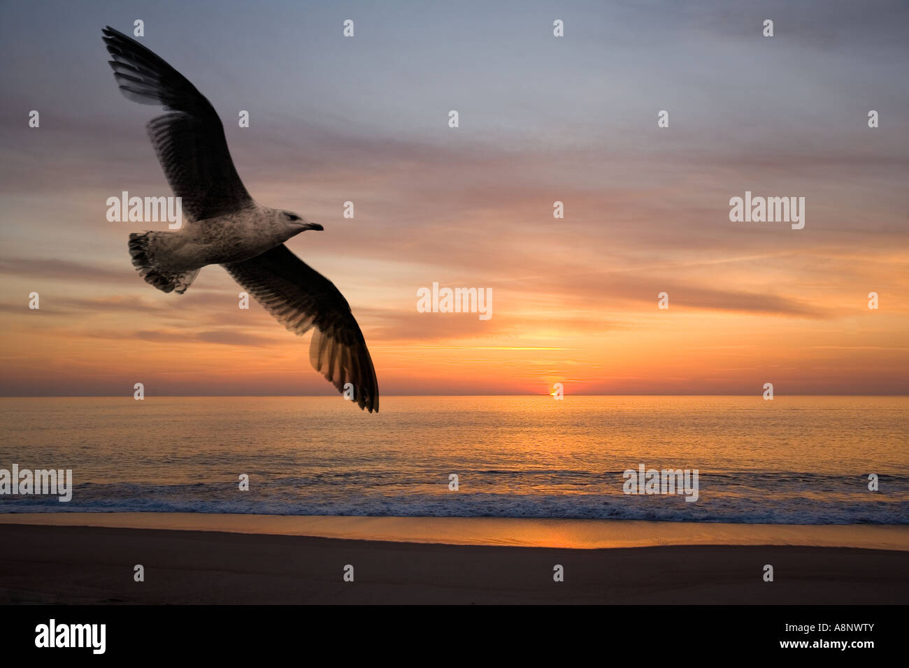 Seagull e al tramonto Foto Stock
