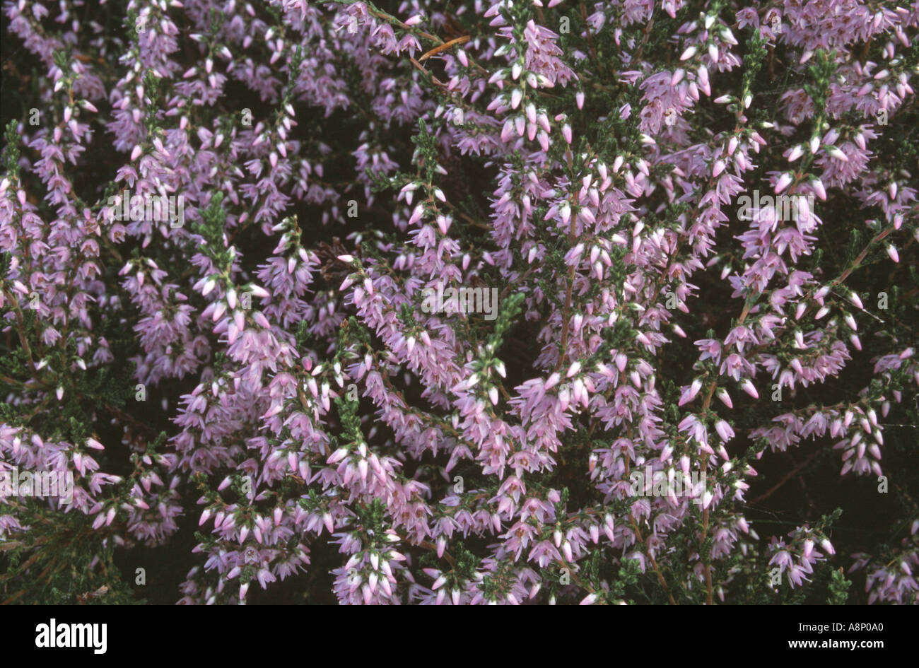 Ling Close Up Foto Stock