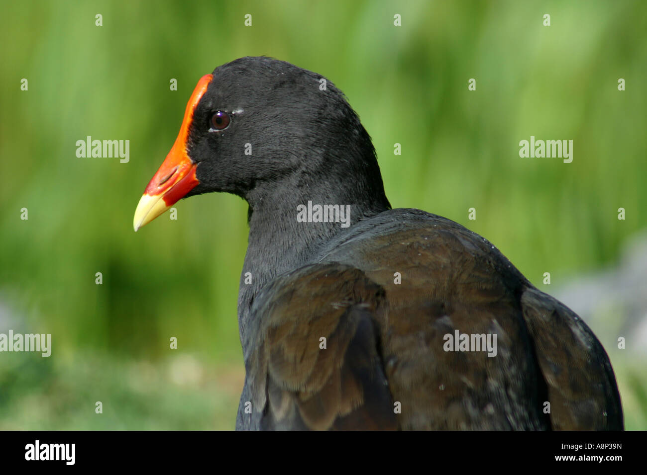 La folaga è un uccello acquatico della famiglia rampa con piumaggio nerastro piedi lobati e un disegno di legge che si estende indietro sul fronte come Foto Stock