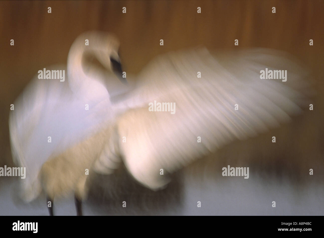 Immagine astratta di trumpeter swan Cygnus buccinatore diffondere le sue ali Foto Stock