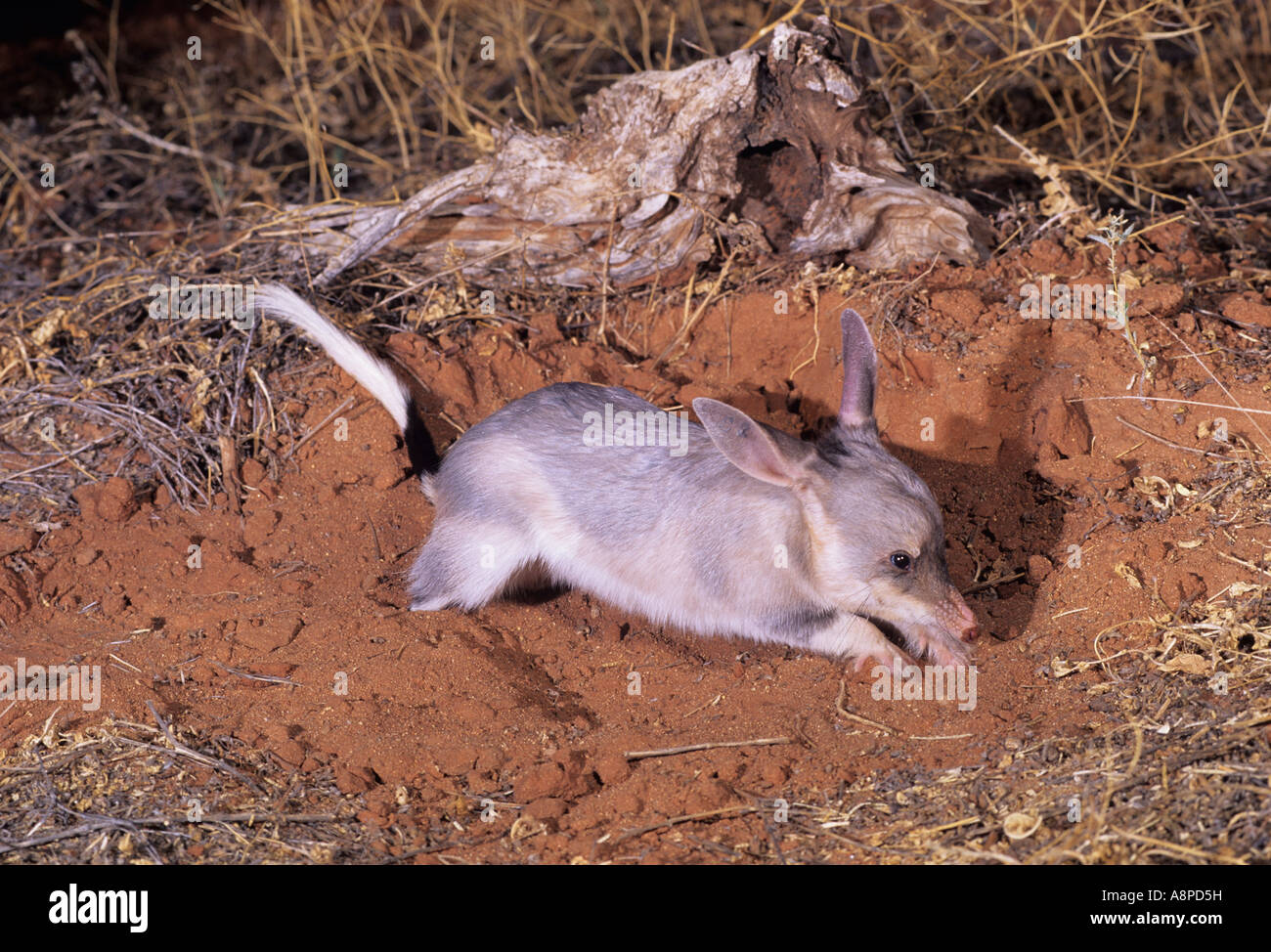 Bilby Macrotis lagotis specie minacciate fotografato nel Queensland Australia Foto Stock