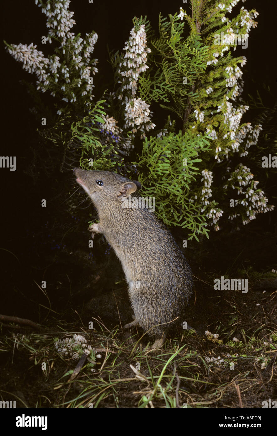 Southern Brown Bandicoot Isoodon obesulus fotografato in Tasmania Australia Foto Stock