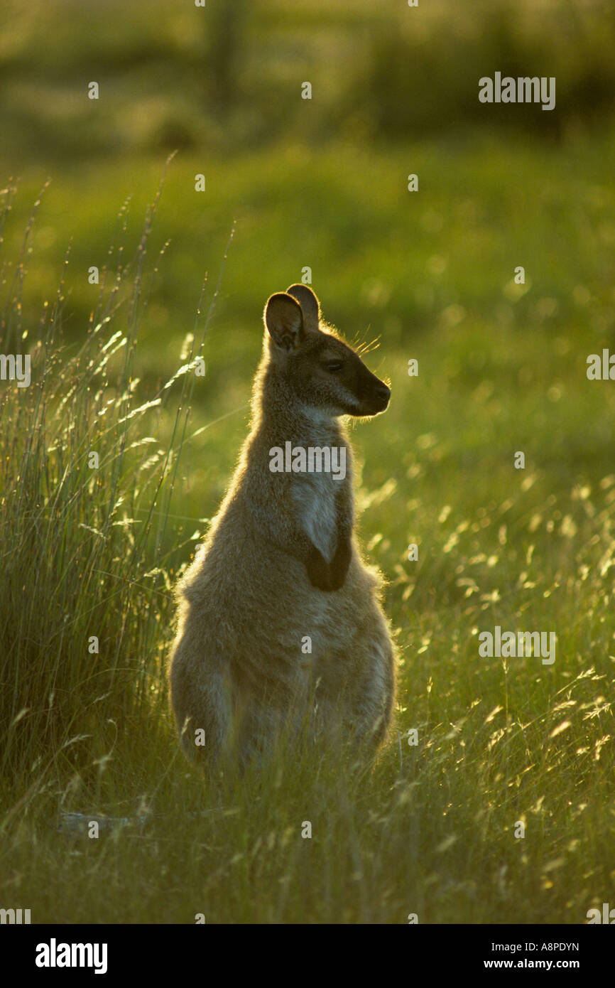 Collo rosso Wallaby o Bennett s Wallaby, Macropus rufogriseus Foto Stock